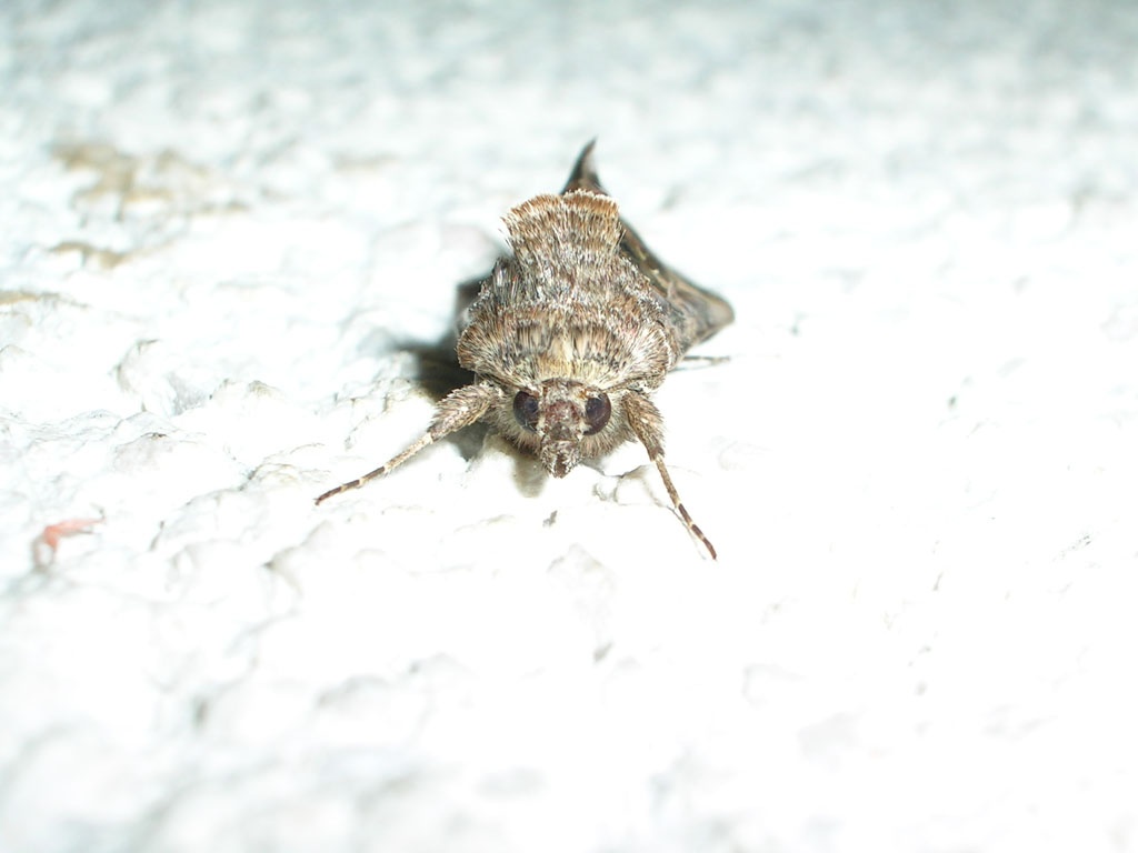 falena
