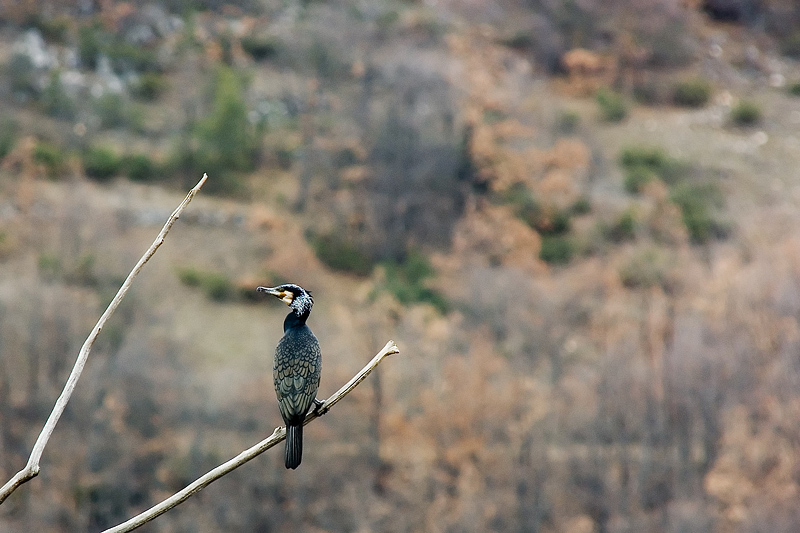 cormorano