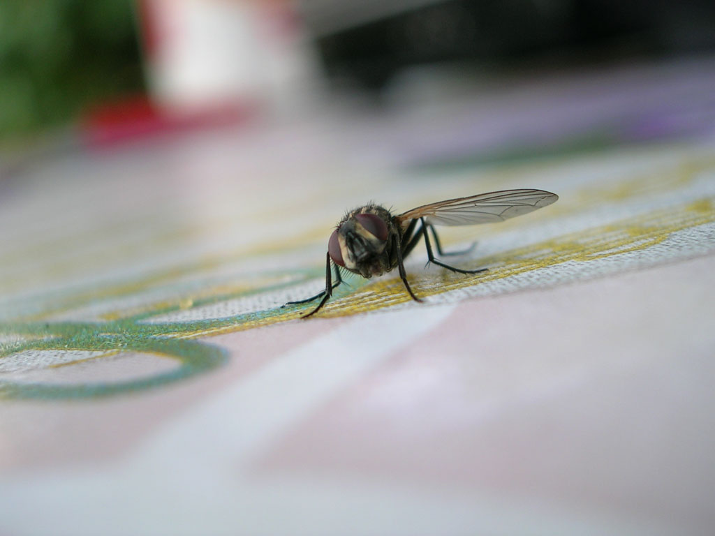 mosca1