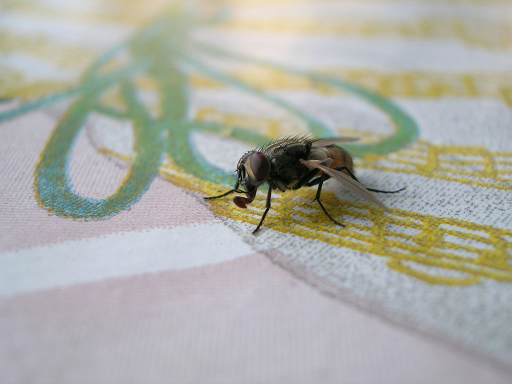 mosca2