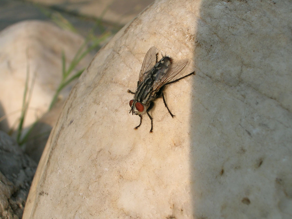 mosca3