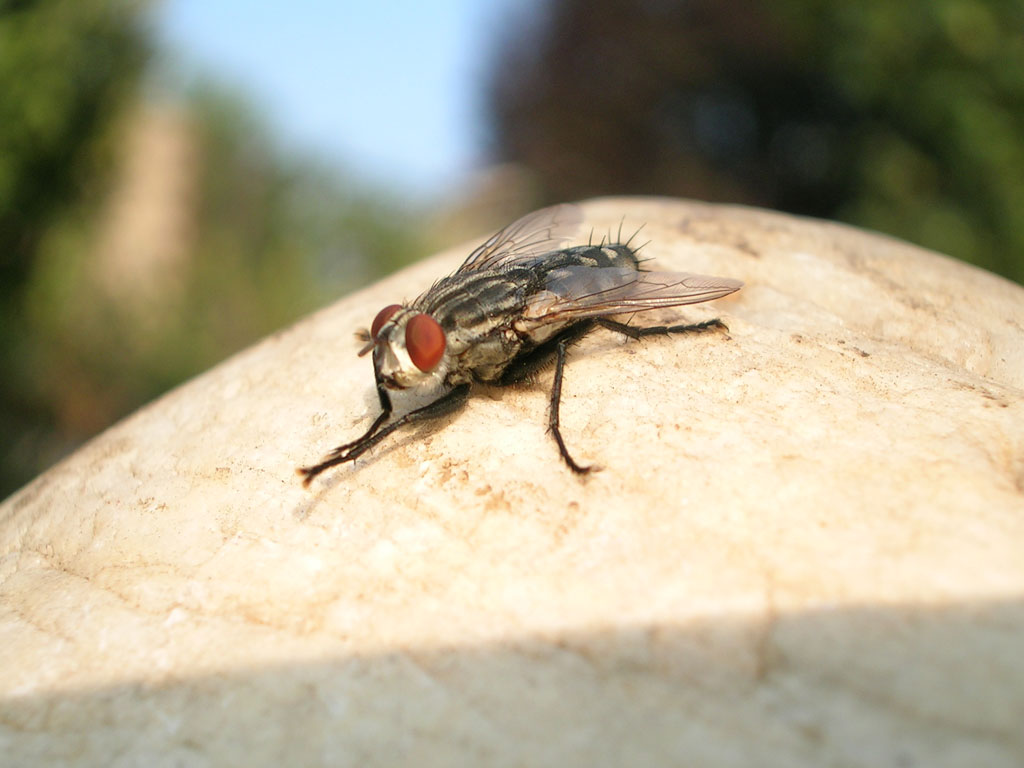 mosca4