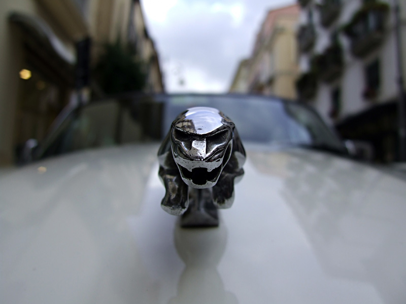 Jaguar