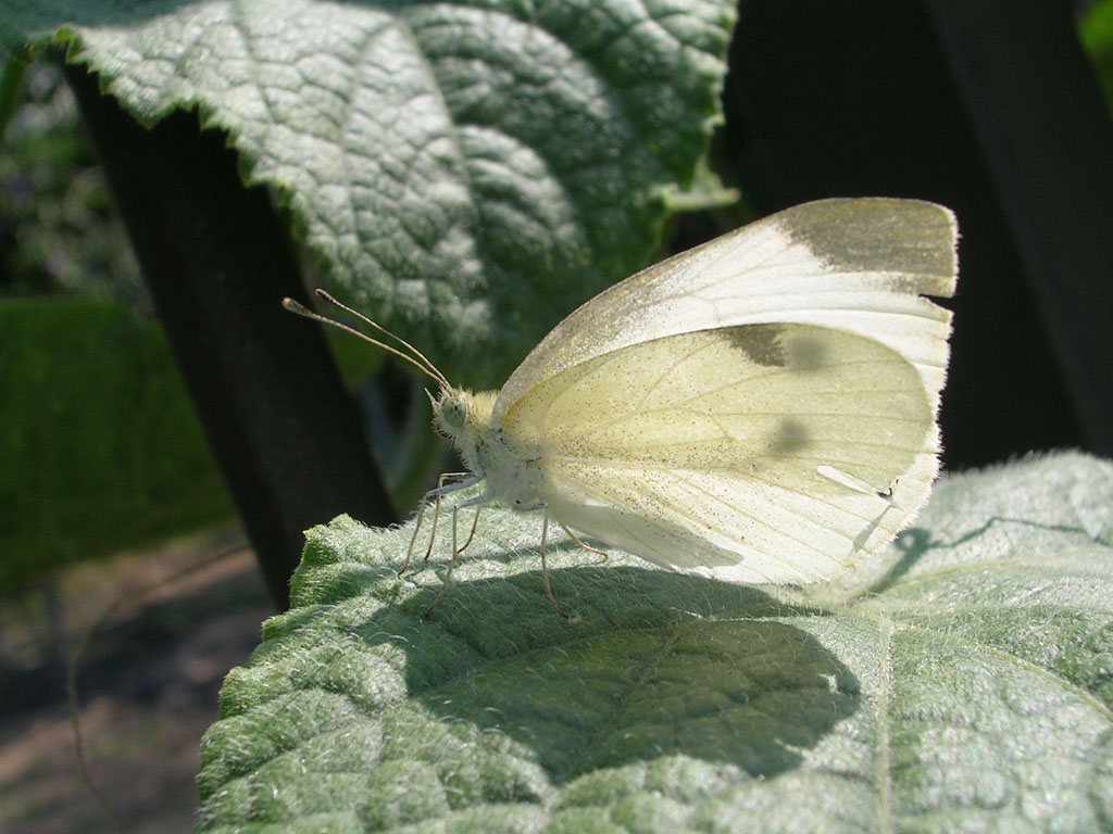 farfalla