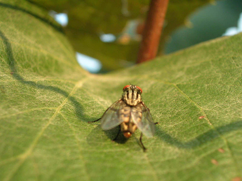 mosca5