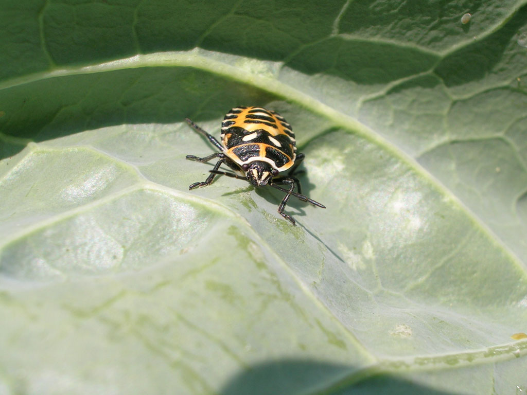 cimicecolorata