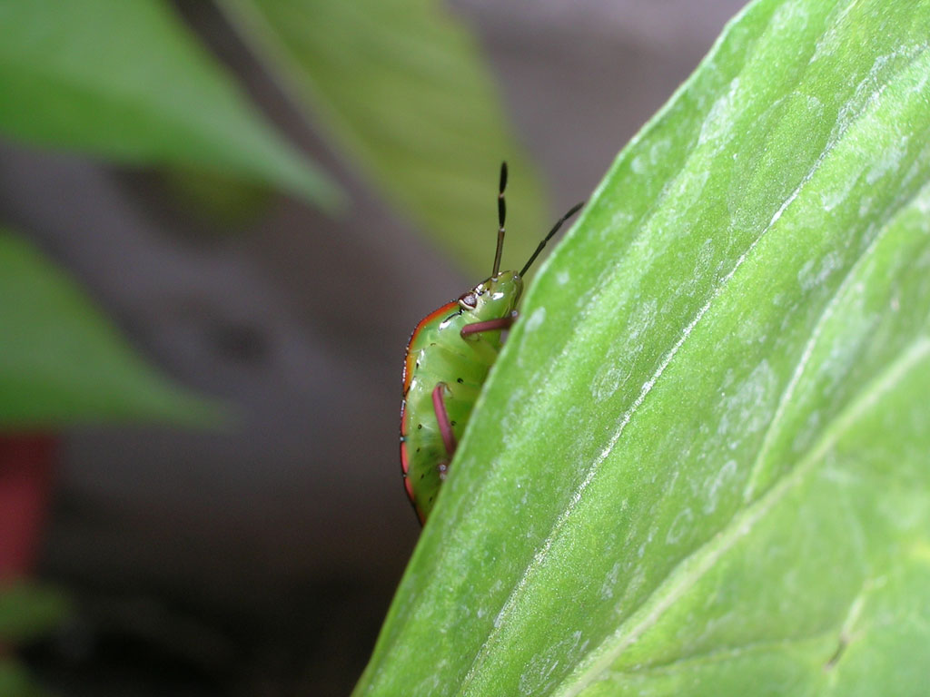 cimice4
