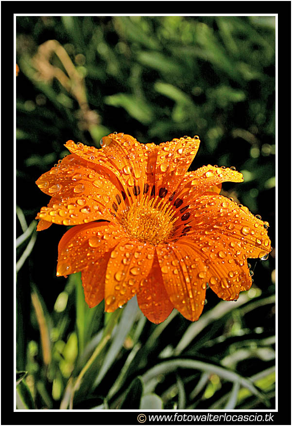 Fiore #2