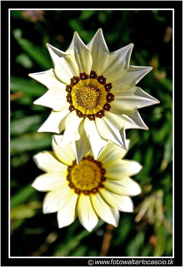 Fiore #3