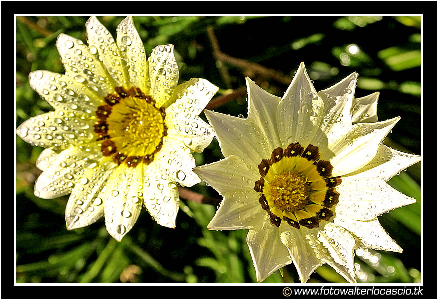 Fiore #4