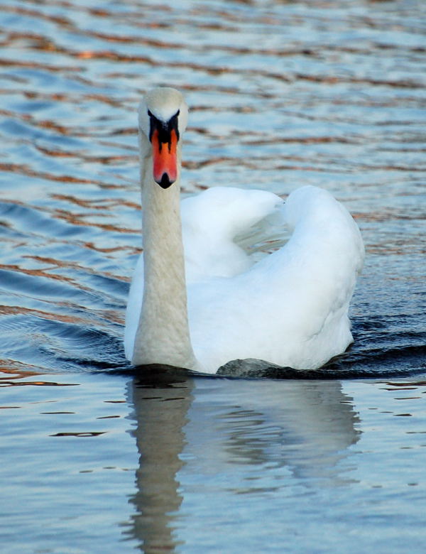 Cigno