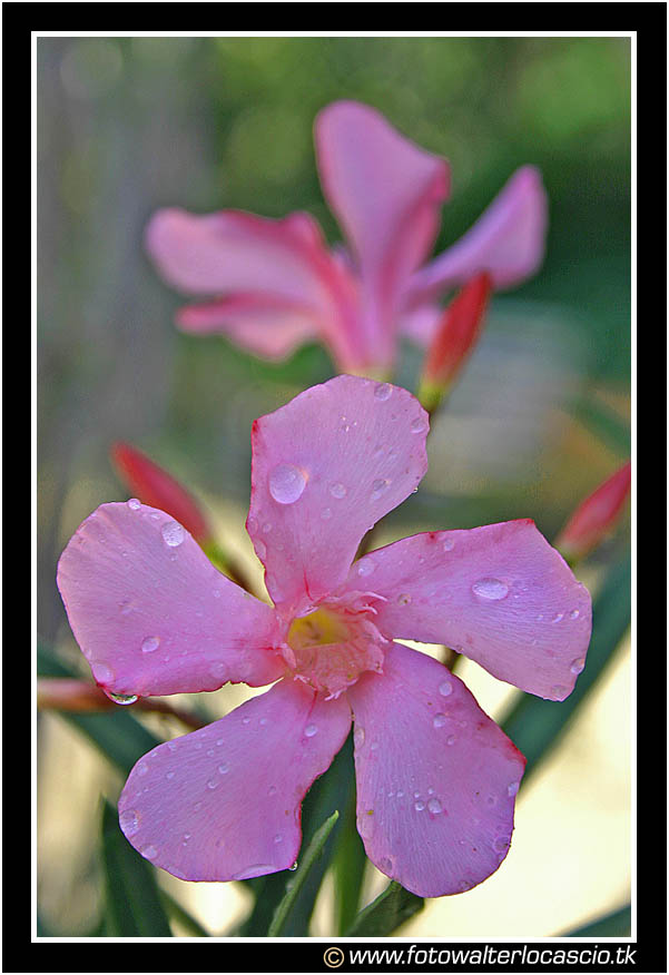 Fiore #5