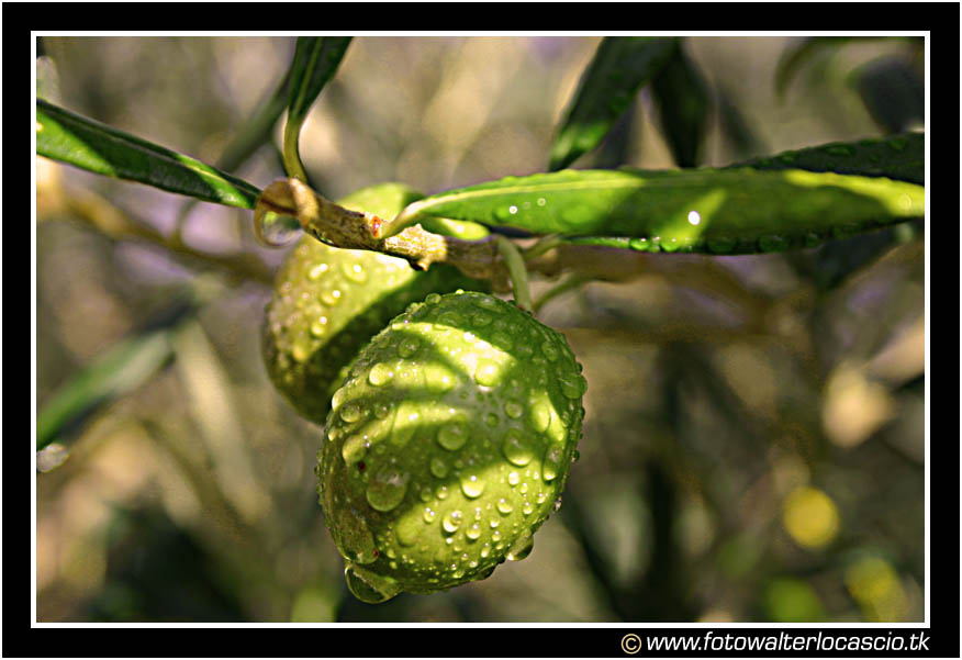 Olive al ramo #2