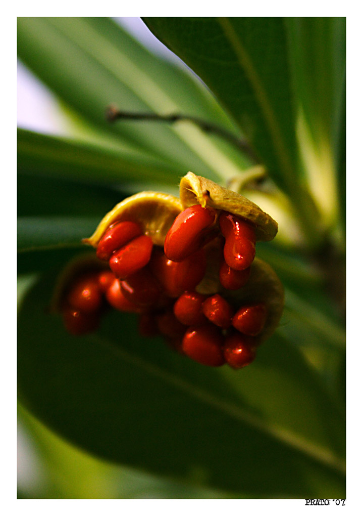 frutto....
