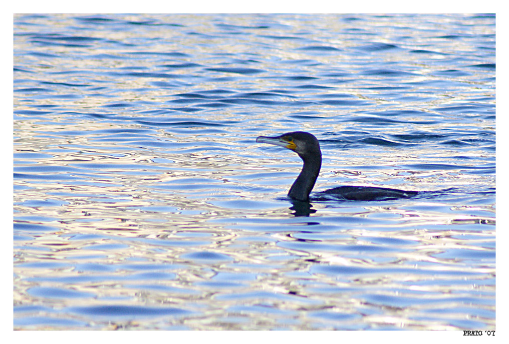 cormorano