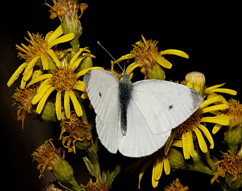 bianco e giallo