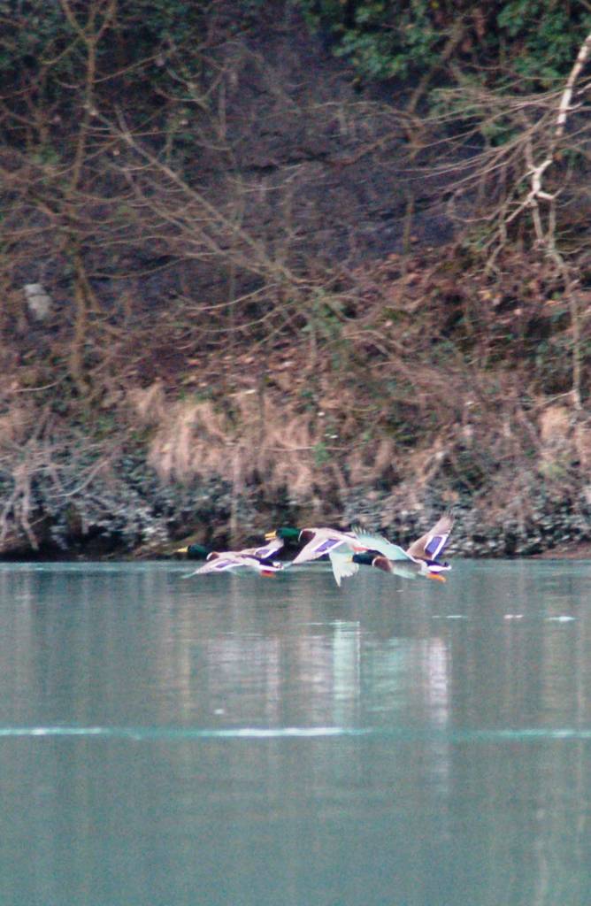 Germani in Volo