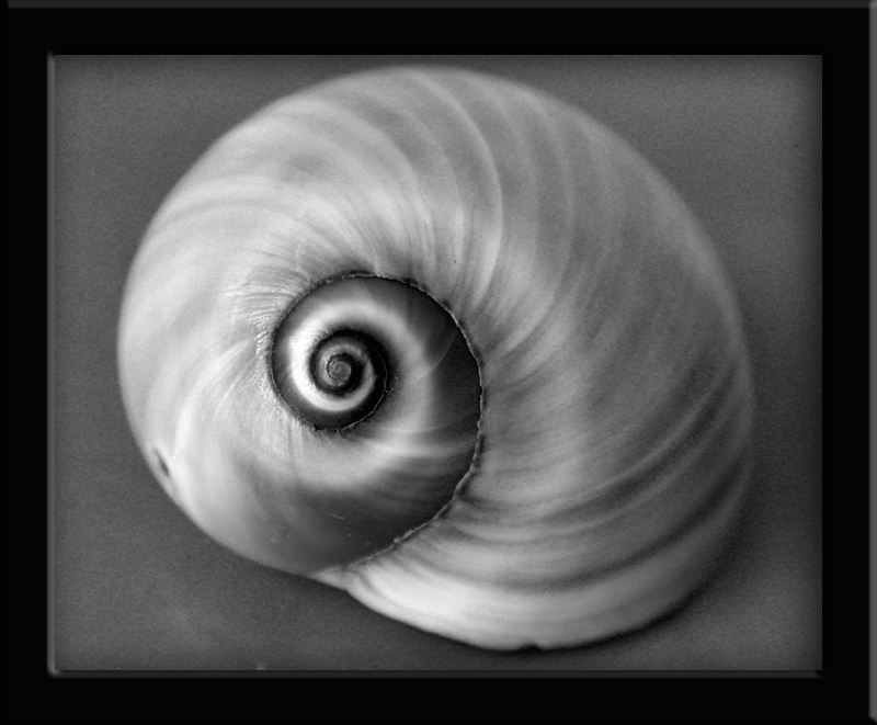 chiocciola