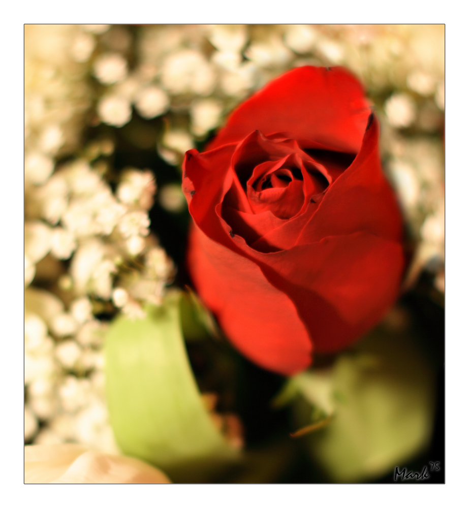 Una rosa per San Valentino