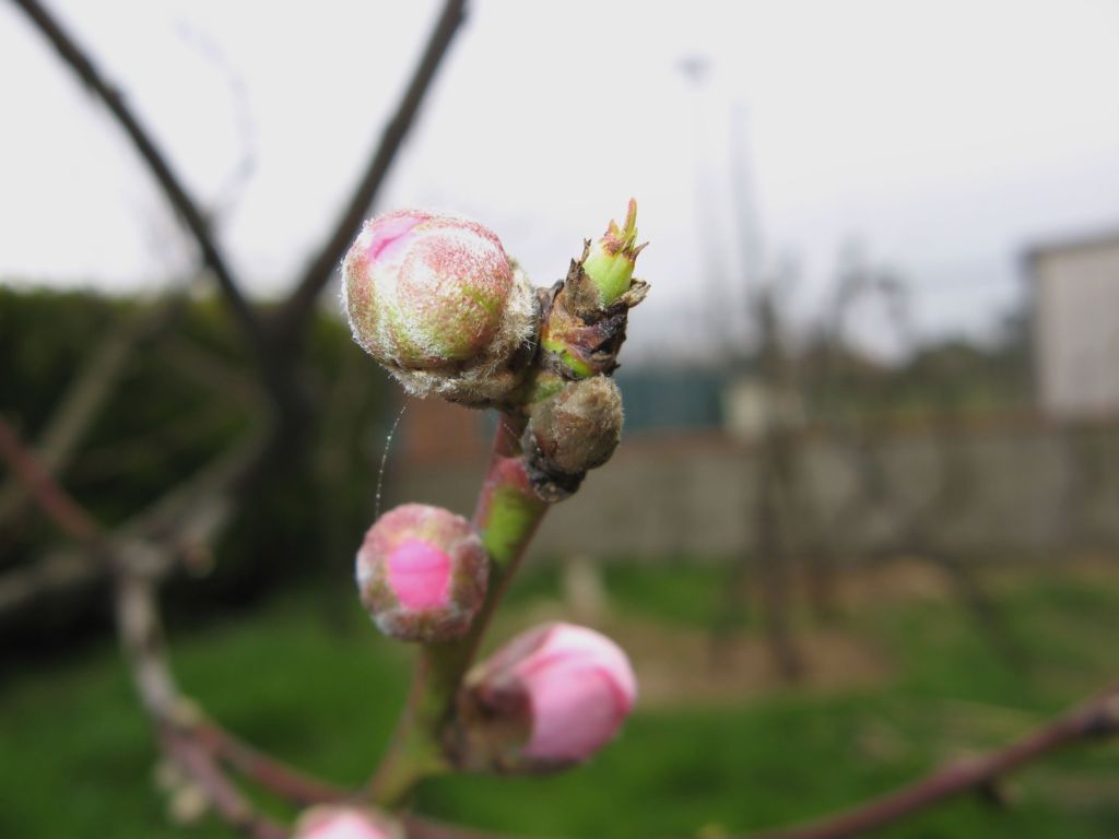 Primavera