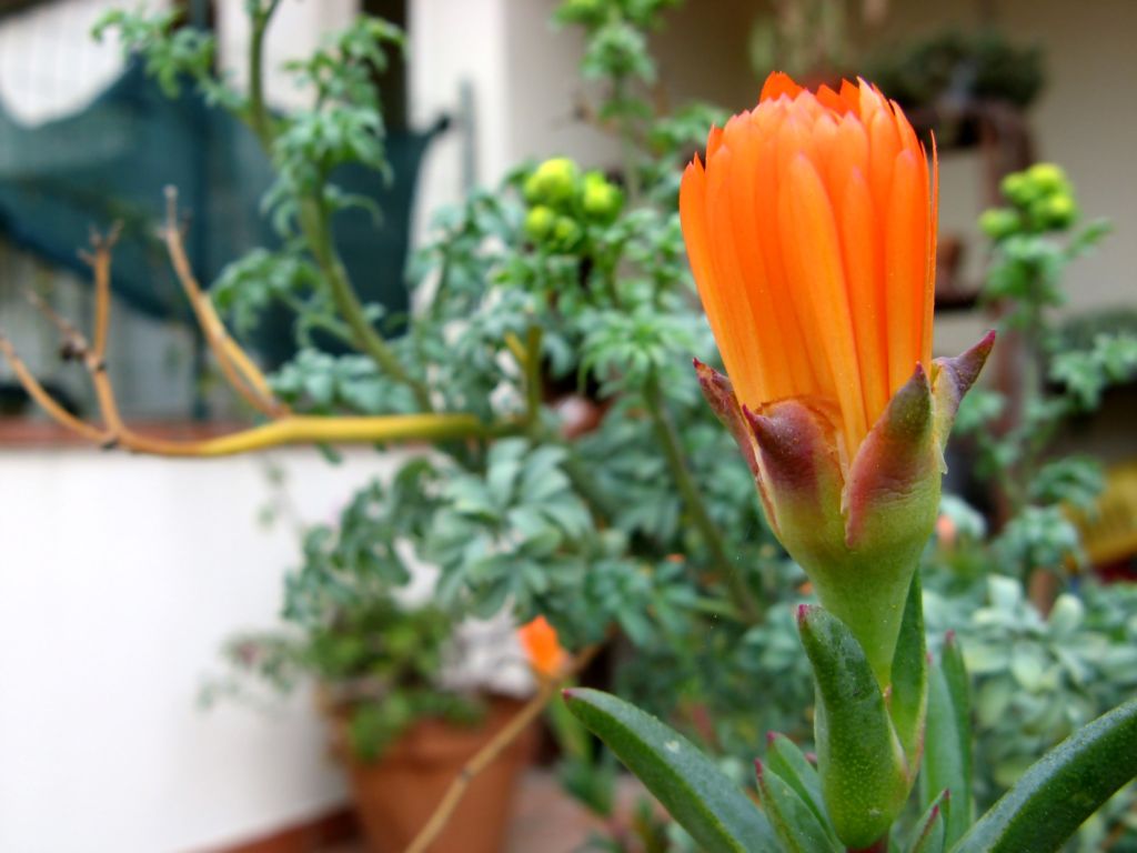 Arancio