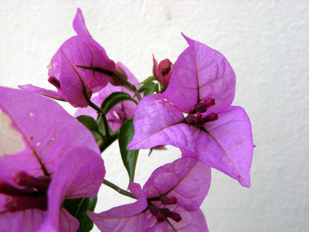 Bouganvilla