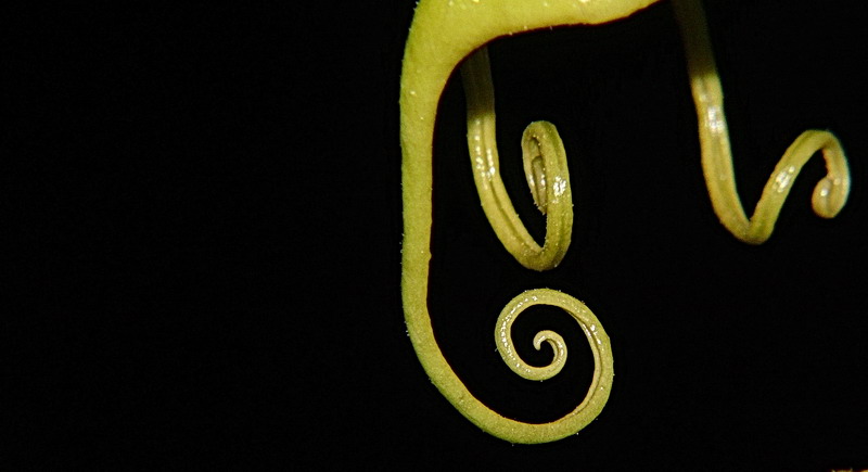 spirali