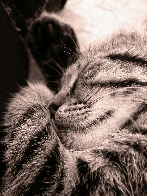 sonno di lato