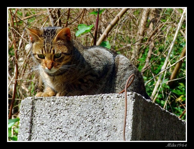 gatto 2