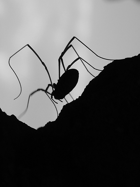 mother of spiders!