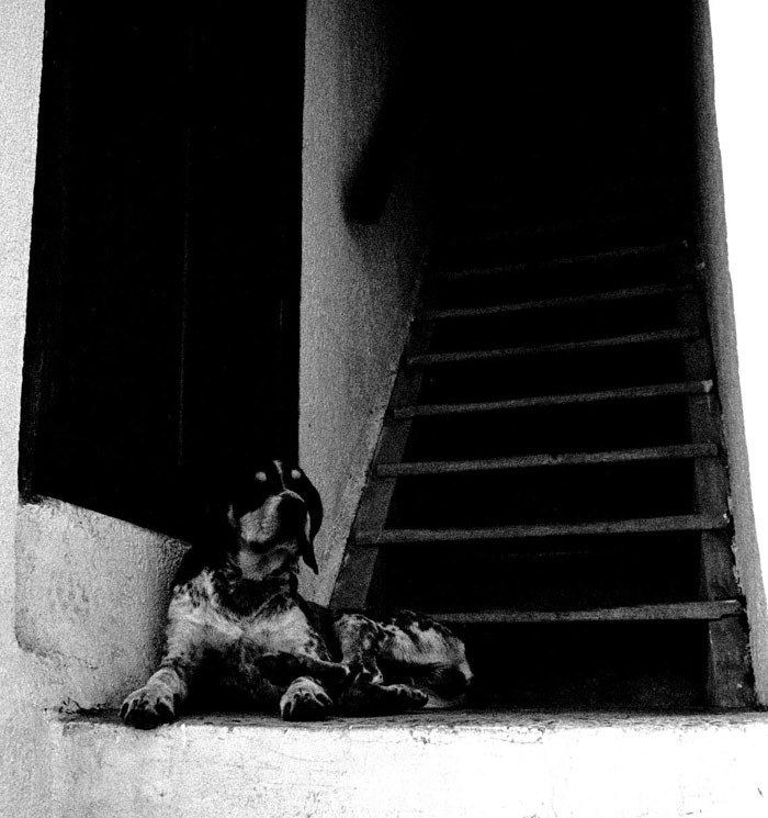 Dog and stairs