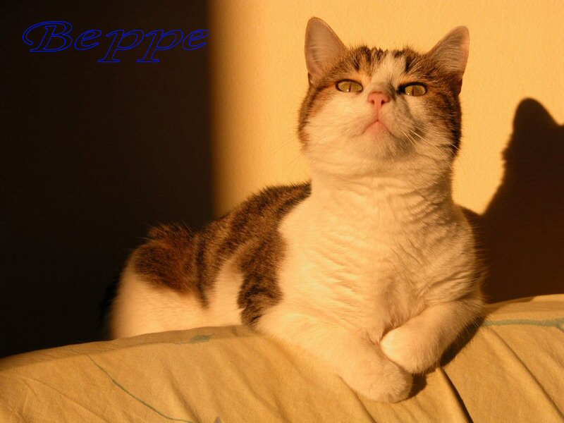 Micia