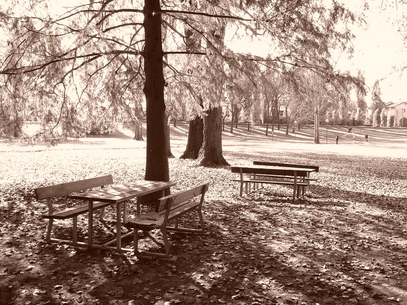 Autunno fiorito