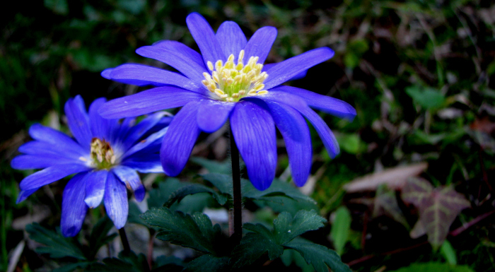 Fiori a Villa D'Este #4