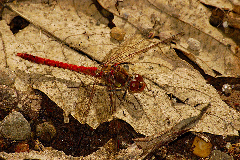 altra libellula rossa