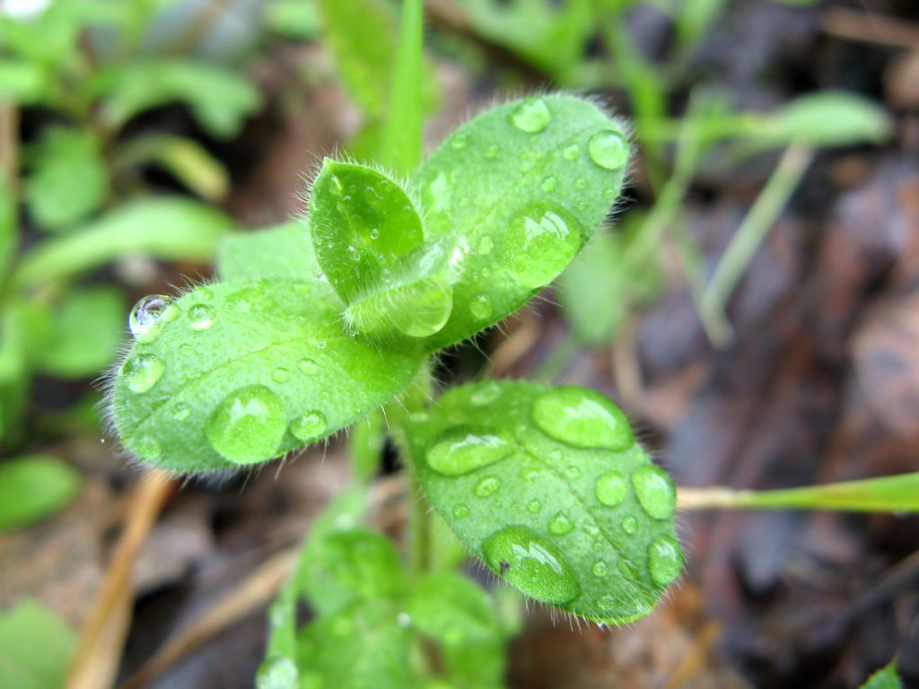 Piove...