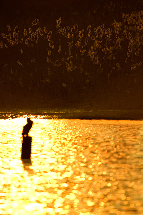 Tramonto  a Torrile