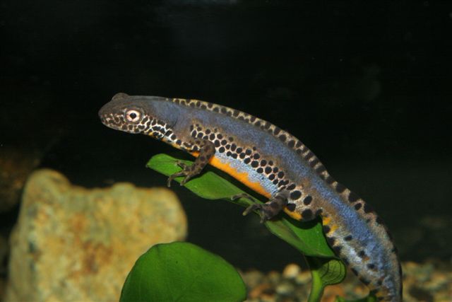 tritone (triturus alpestris apuanus)