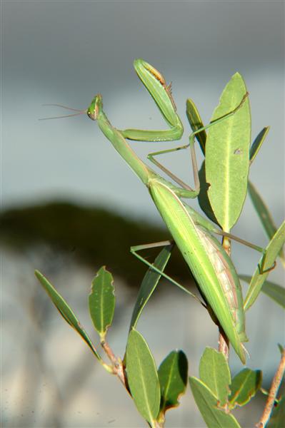 mangia maschi