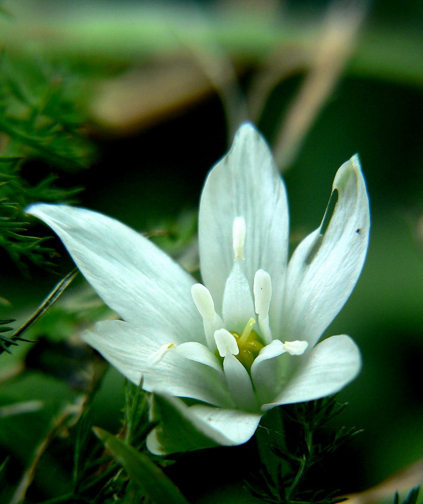 Bianco