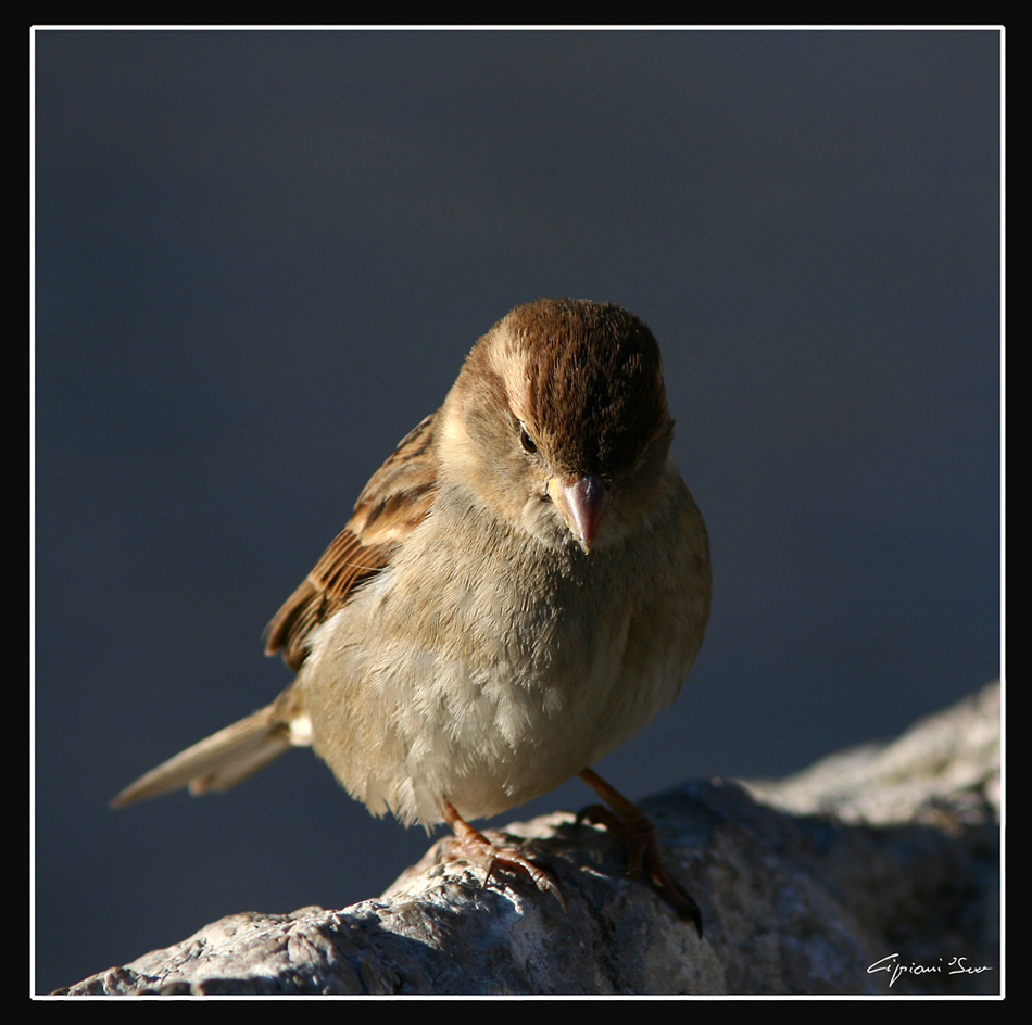 Passero solitario- femmina.