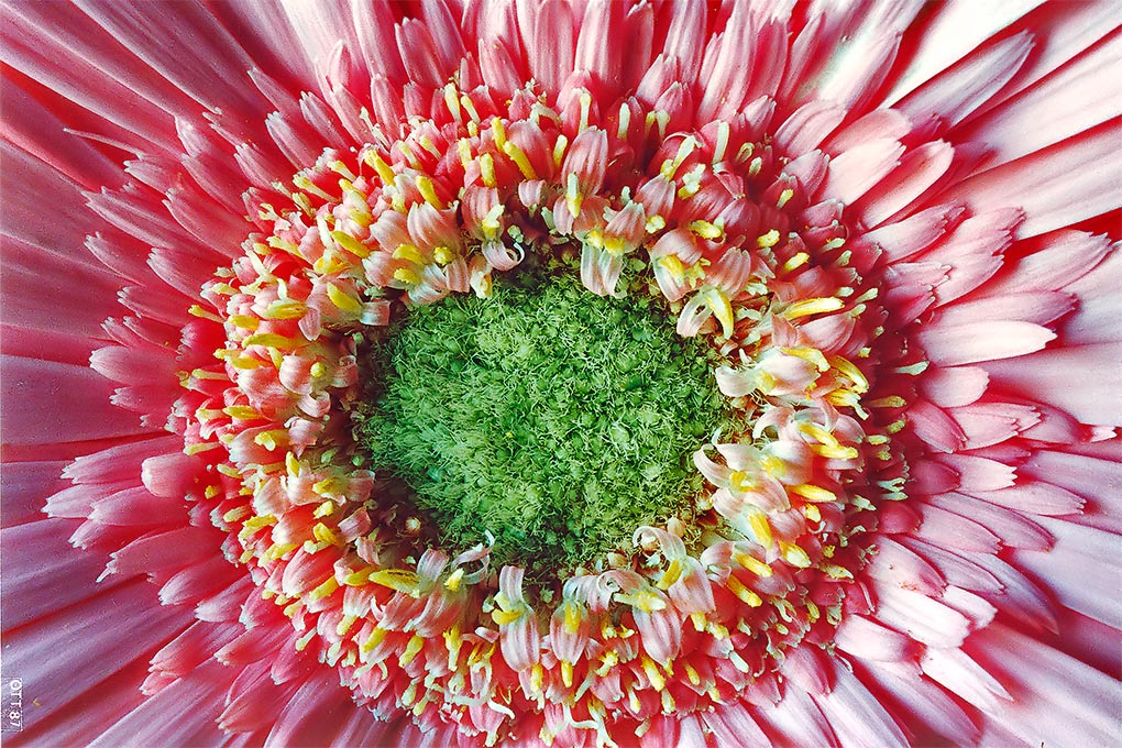 [ Macro ] Fiore 1987