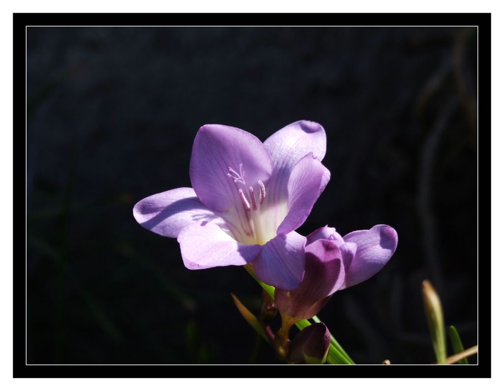 fiore