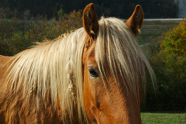 cavallo capellone