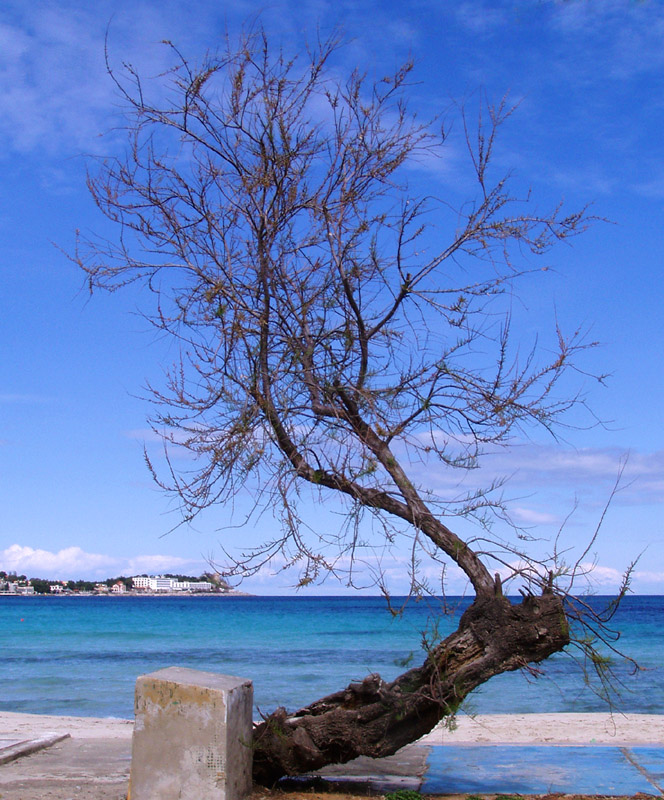 Albero in spiaggia