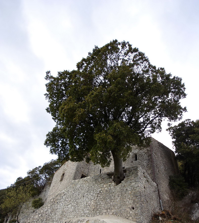 Albero temerario