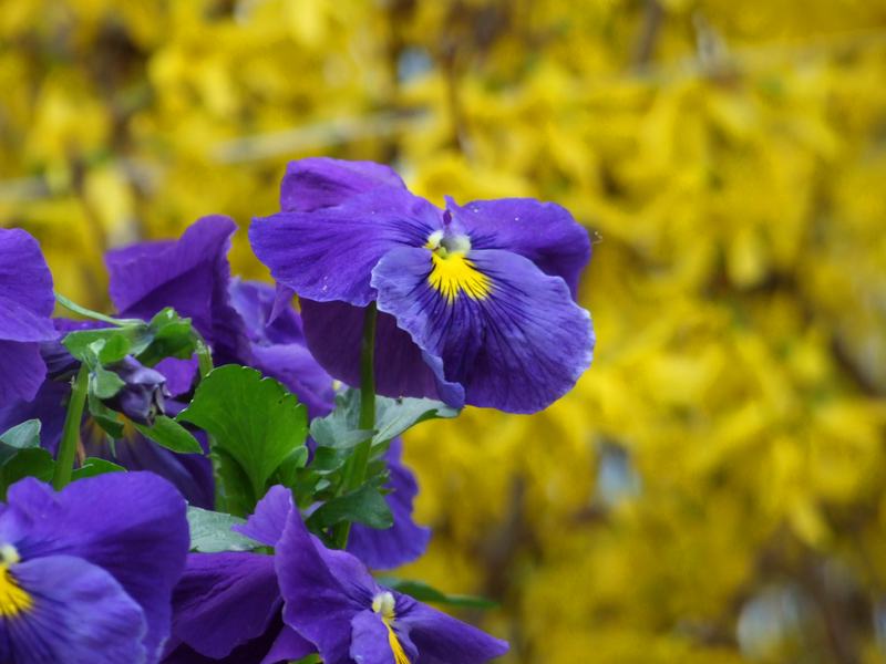 fiori