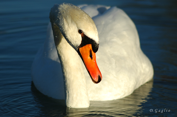 Cigno reale