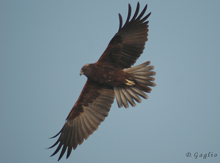 Falco di Palude young