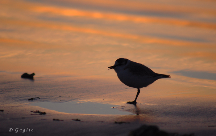 Bird in colors